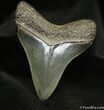 Lethally Sharp Inch Megalodon Tooth - Hilton Head #1480-1